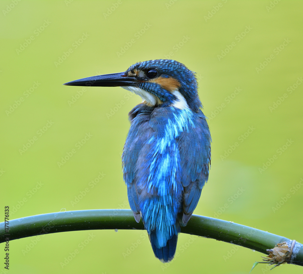 普通翠鸟（Alcedo atthis），一只可爱的蓝色鸟，栖息在溪流中的竹签上。