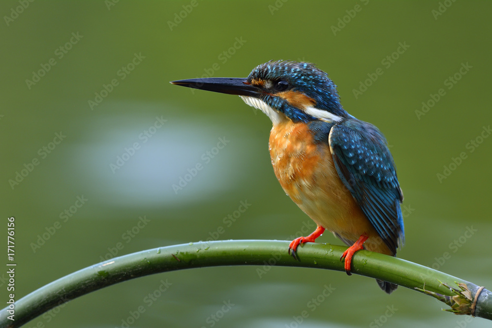 普通翠鸟（Alcedo atthis）美丽的蓝鸟在曲线上，竹本栖息在绿色模糊的蝙蝠上