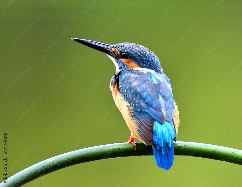 普通翠鸟（Alcedo atthis）美丽的蓝色鸟，露出背部羽毛，栖息在弯曲的gre上