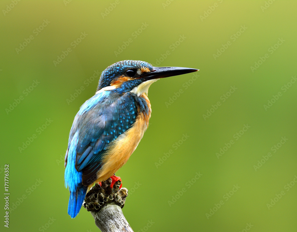 普通翠鸟（Alcedo atthis）美丽的蓝色鸟栖息在模糊的绿色背上的树枝上