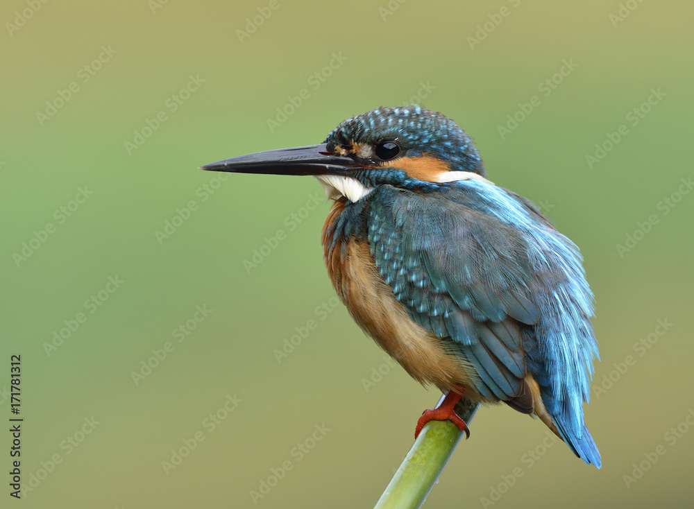 普通翠鸟（Alcedo atthis），这只可爱的蓝鸟平静地栖息在绿色的竹签上，展示