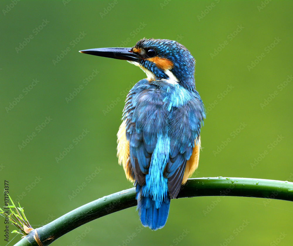 普通翠鸟（Alcedo atthis）栖息在竹树枝上，发出低沉的叫声