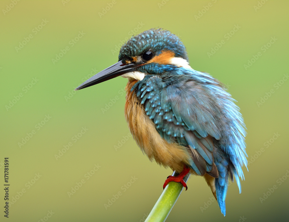 普通翠鸟（Alcedo atthis）绿松石蓝色的鸟，羽毛蓬松，平静地栖息在竹子上