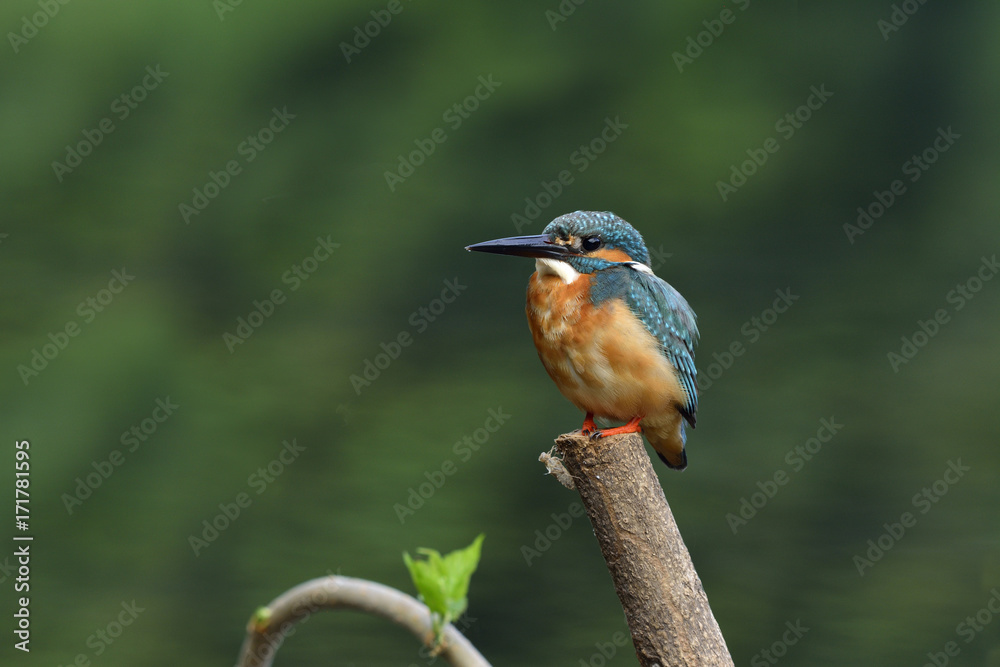 普通翠鸟（Alcedo atthis）绿松石蓝色的鸟平静地栖息在为一只鸟而设的杆子上