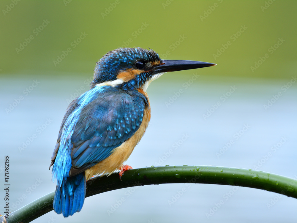 可爱的普通翠鸟（Alcedo atthis）栖息在bam上，露出背部羽毛的美丽蓝鸟