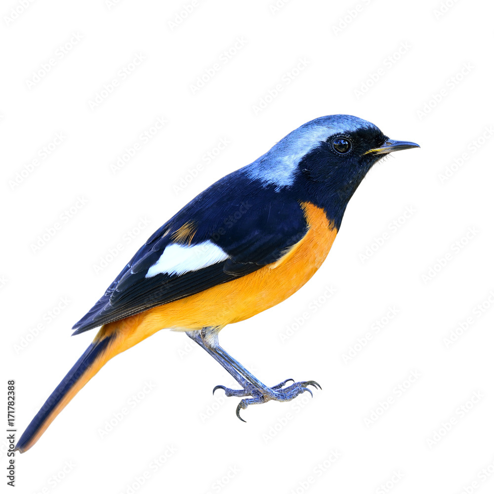 Daurian Redstar (Auroreus Phoenicurus) beautiful orange with black wings and silver head bird isolat