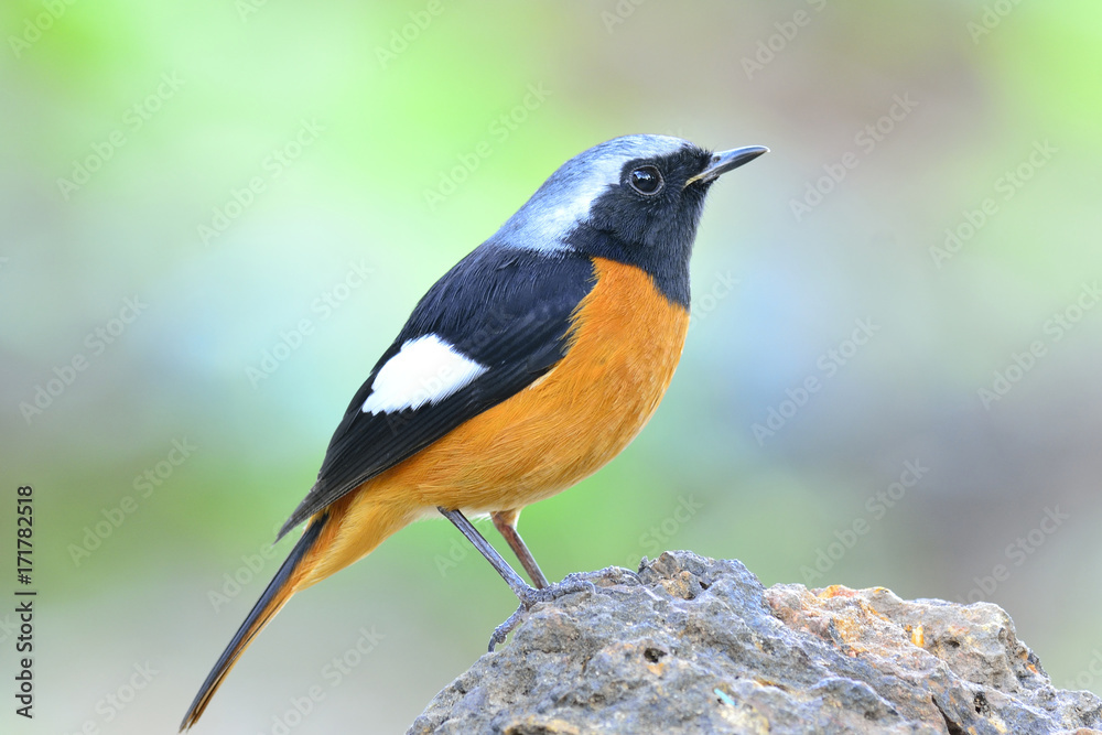 Daurian Redstart（Auroreus Phoenicurus）美丽的鸟橙色腹部，黑色翅膀和银色头部per