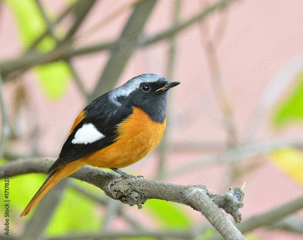 Daurian Redstart（Auroreus Phoenicurus）美丽的圆胖鸟橙色腹部，黑色翅膀和银色p