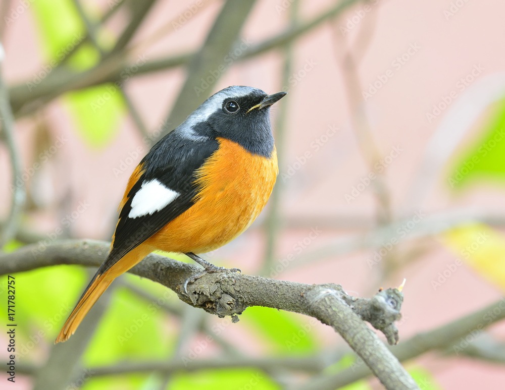 Daurian Redstart（Auroreus Phoenicurus）美丽的肥鸟橙色腹部，黑色翅膀和银色perc