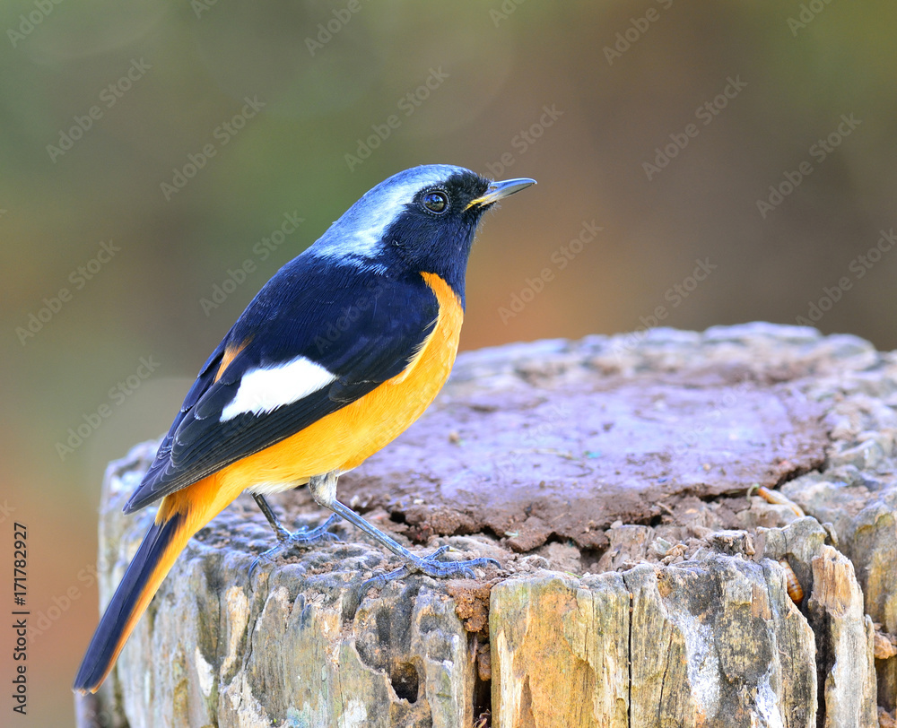 Daurian Redstart（Auroreus Phoenicurus）美丽的橙色腹部鸟，黑色翅膀和银色头部per