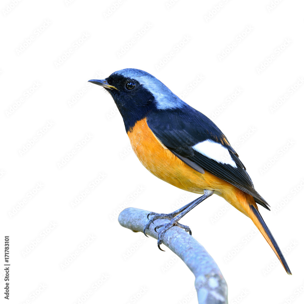 Daurian Redstart（Auroreus Phoenicurus）美丽的橙色，银色头鸟栖息在曲线上