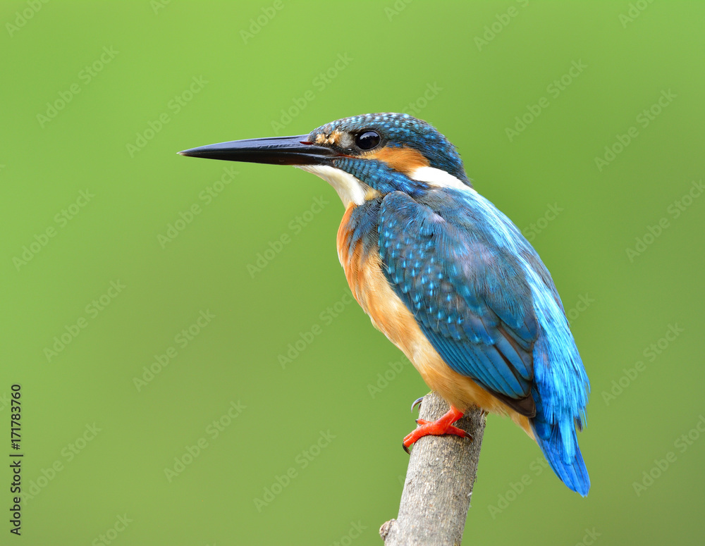 异国蓝鸟，普通翠鸟（Alcedo atthis）栖息在细而模糊的木棍上