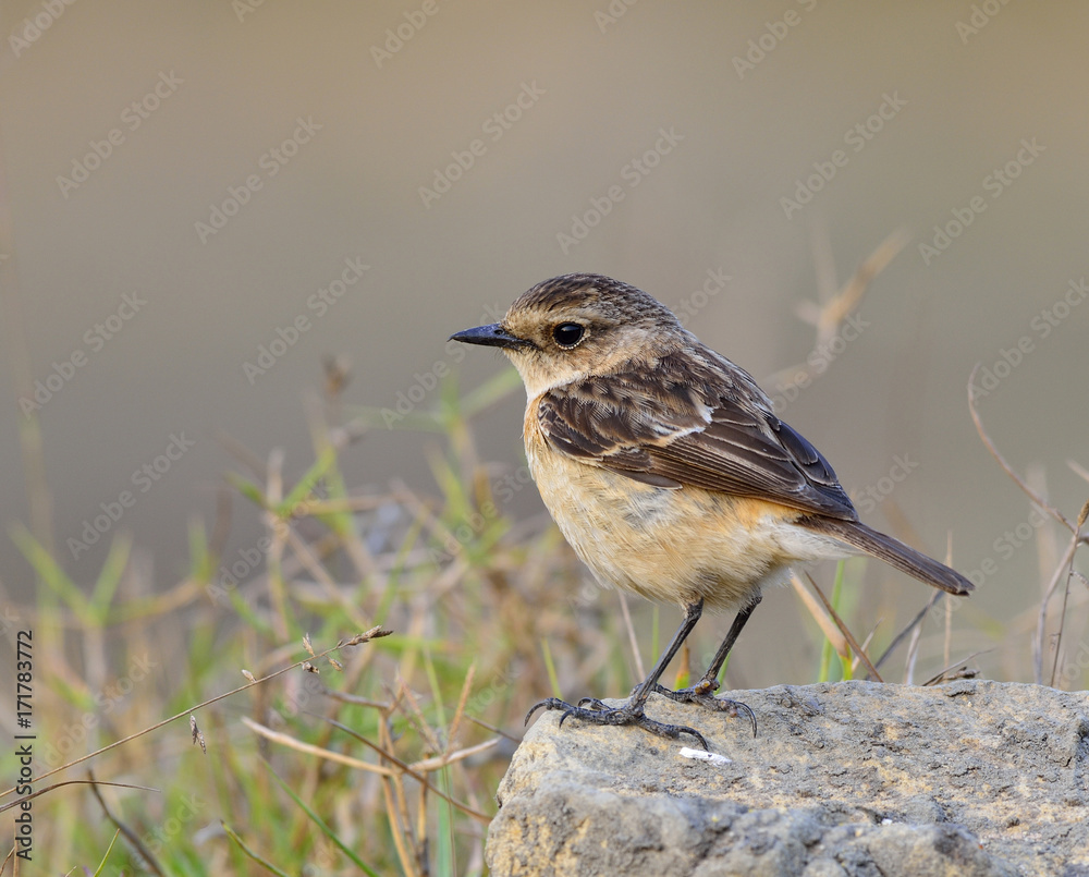 Stejnegers Stonechat（Saxicola stejnegeri）的雌性，站在岩石上的可爱的棕色鸟