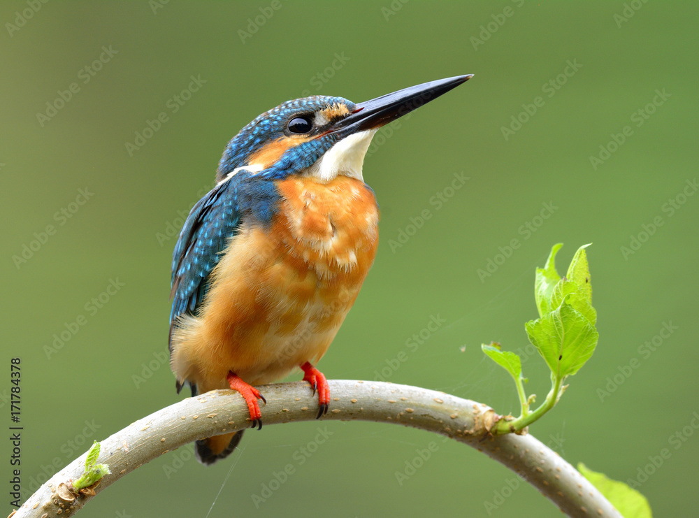 小蓝鸟，普通翠鸟（Alcedo atthis）栖息在桑树棒上，露出棕色