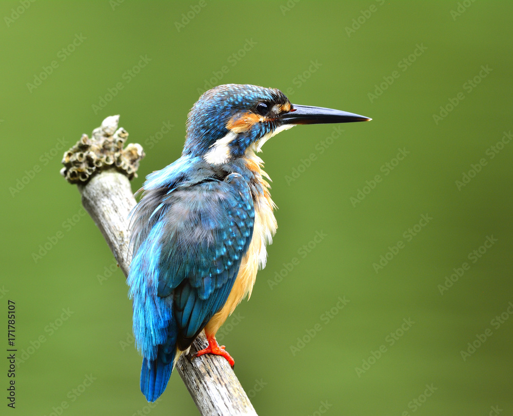 普通翠鸟的雄性（Alcedo atthis），一种可爱美丽的蓝色鸟类，栖息着蓬松的羽毛