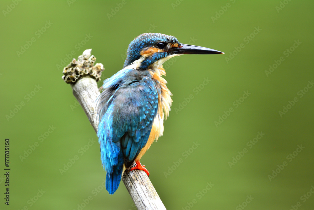 Male of Common Kingfisher (Alcedo atthis) beautiful blue bird on the pole while fishng in the stream