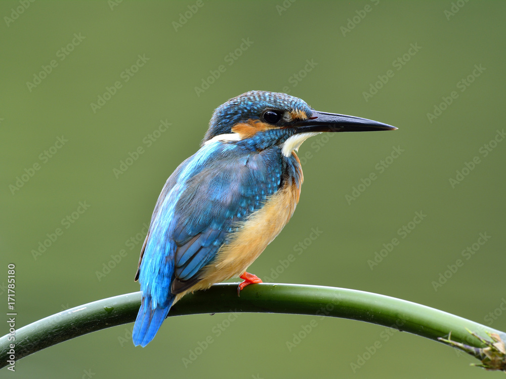 普通翠鸟的雄性（Alcedo atthis）美丽的蓝色鸟，露出背部羽毛，平静地栖息