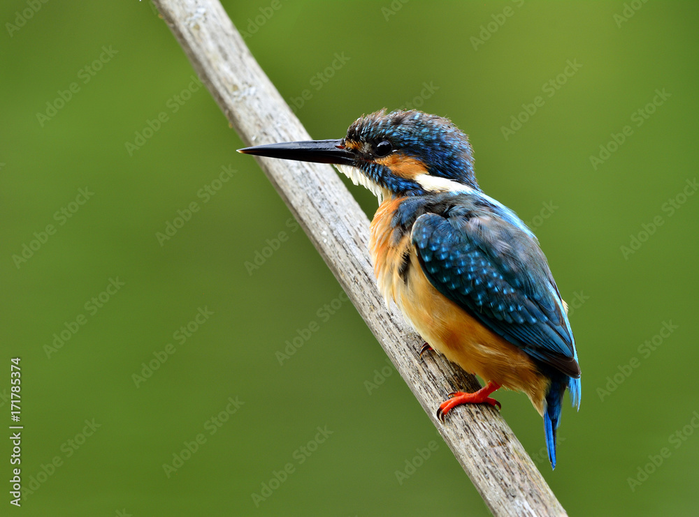 普通翠鸟雄性（Alcedo atthis）欧亚翠鸟或河翠鸟，美丽的蓝色bi