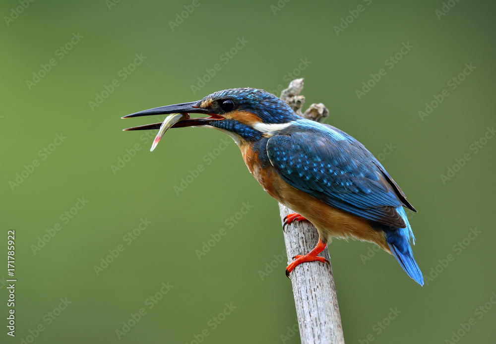 普通翠鸟（Alcedo atthis）的雄性，非常漂亮的蓝鸟，栖息在竹竿上吃鱼