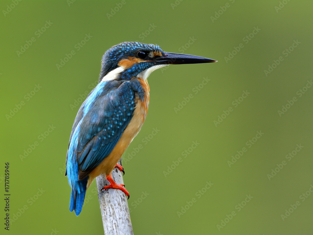 普通翠鸟的雄性（Alcedo atthis）非常漂亮的蓝色鸟平静地展示着它的侧羽。