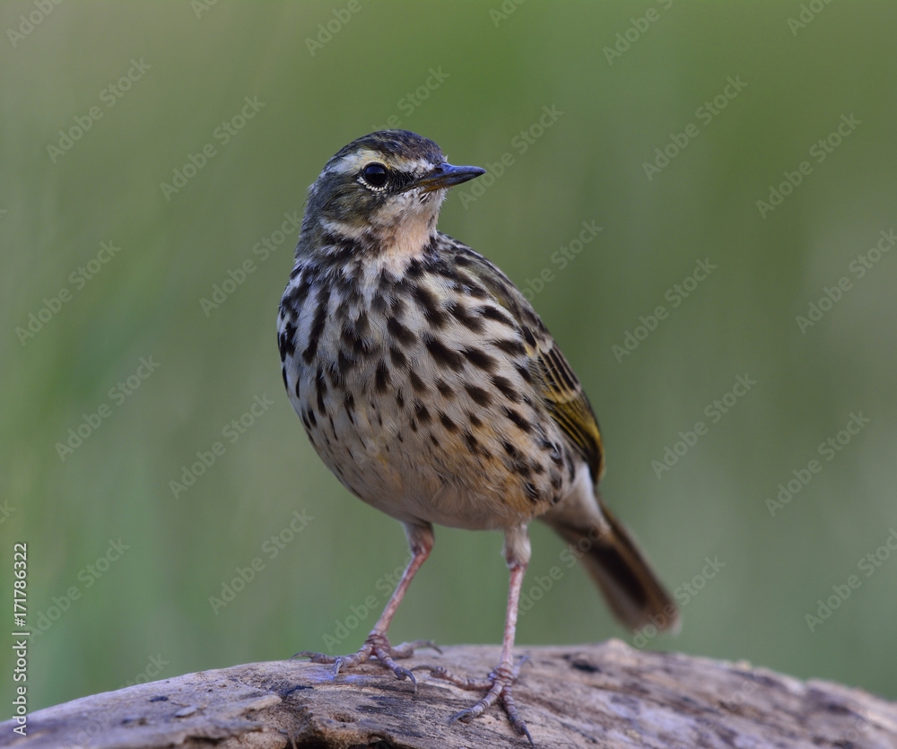 玫瑰色琵琶（Anthus roseatus）浅绿色，黑色条纹羽毛，无繁殖羽毛栖息