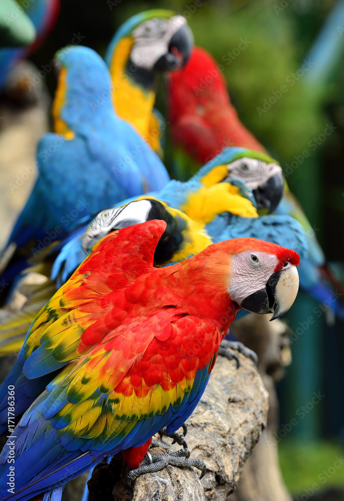 Scarlet macaw parrot bird, beautiful red bird perching on the wooden log in front of other macaw bir