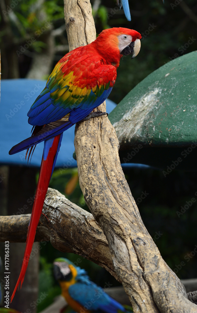 Scarlet macaw parrot bird, beautiful red bird perching on the wooden log