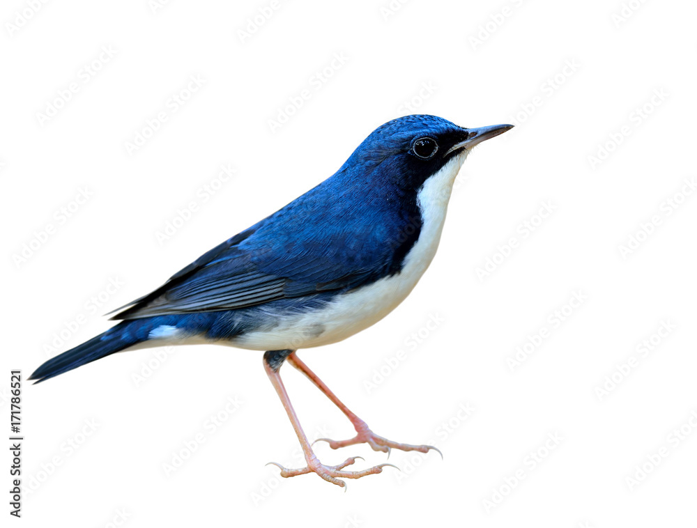 Siberian blue robin (Larvivora cyane) beautiful small white and blue bird migrates to Asia in every 