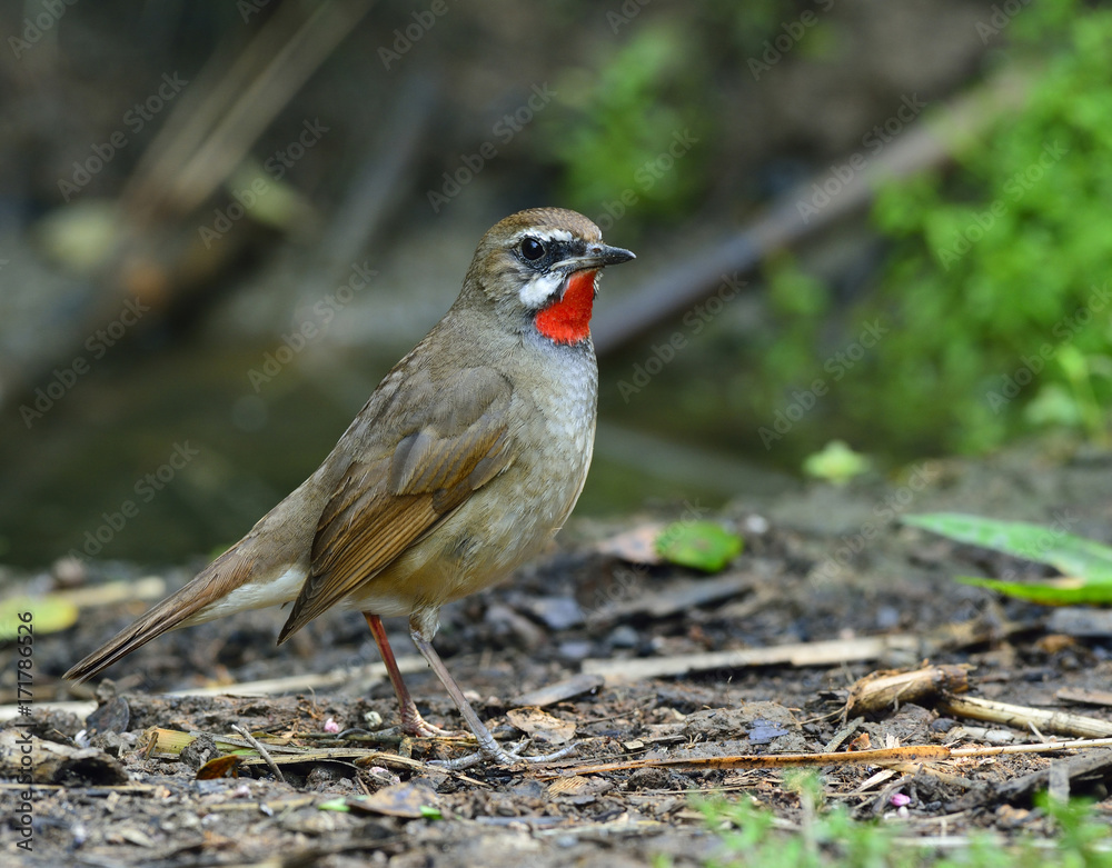 Siberian rubythroat (Calliope calliope) a small brown passerine bird with bright red neck standing o