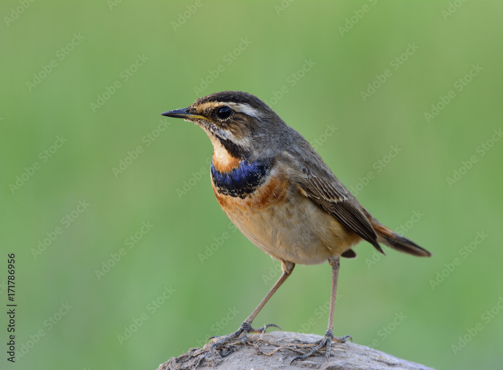 蓝喉（Luscinia svecica）冬季泰国游客鸟，喉咙上的蓝色较少