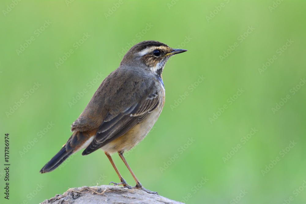 蓝喉（Luscinia svecica）喉咙上没有蓝色，栖息在岩石上，露出背部。