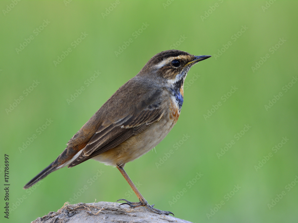 蓝喉雀（Luscinia svecica）是一种冬季来泰国旅游的鸟类，喉咙上的蓝色较少