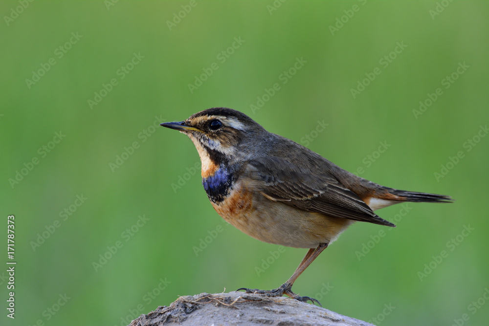 蓝喉（Luscinia svecica）无蓝色鸟类栖息在岩石上，在f上方露出侧羽毛