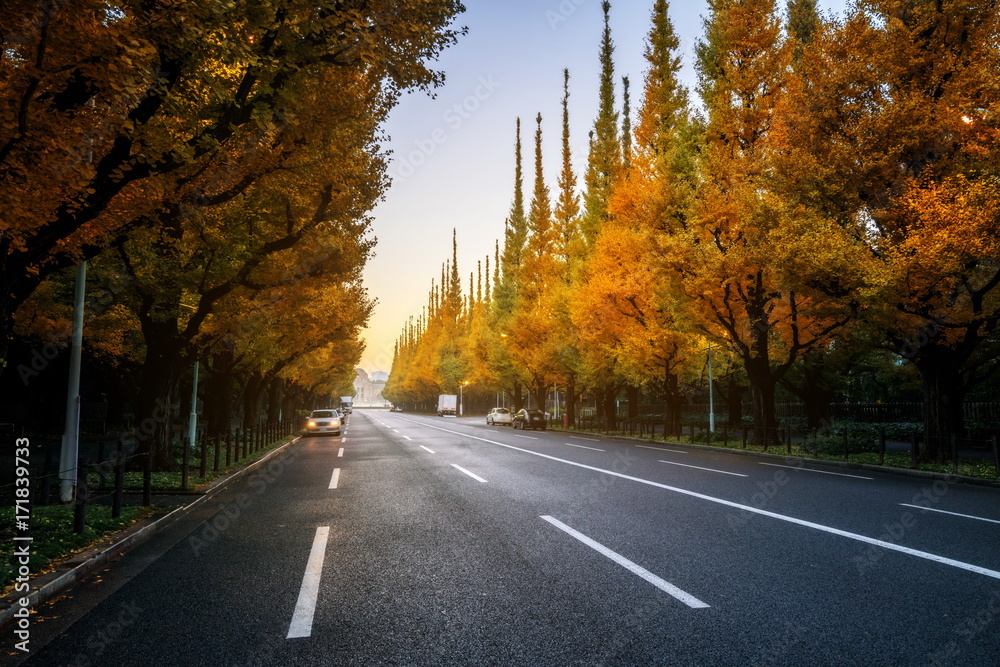 路边绿树成荫的美丽道路