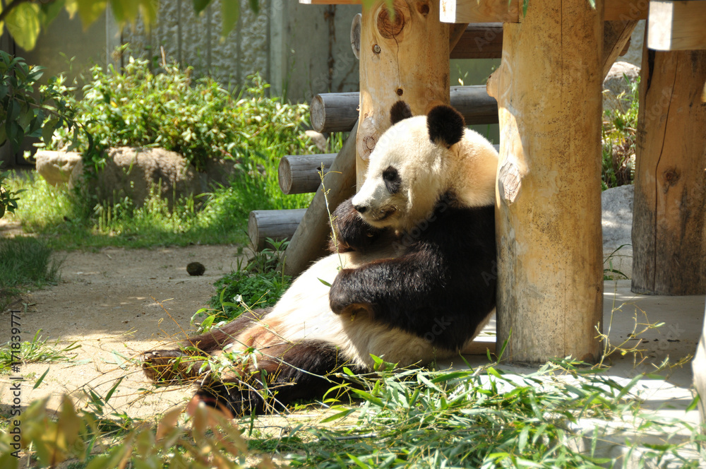 パンダの食事