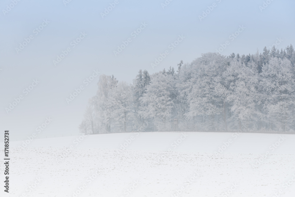 雾蒙蒙的冬季景观——白雪皑皑的森林里有霜冻的树木