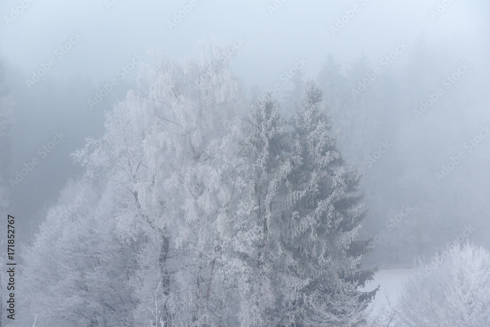 雾蒙蒙的冬季景观-白雪皑皑的森林中有霜冻的树木