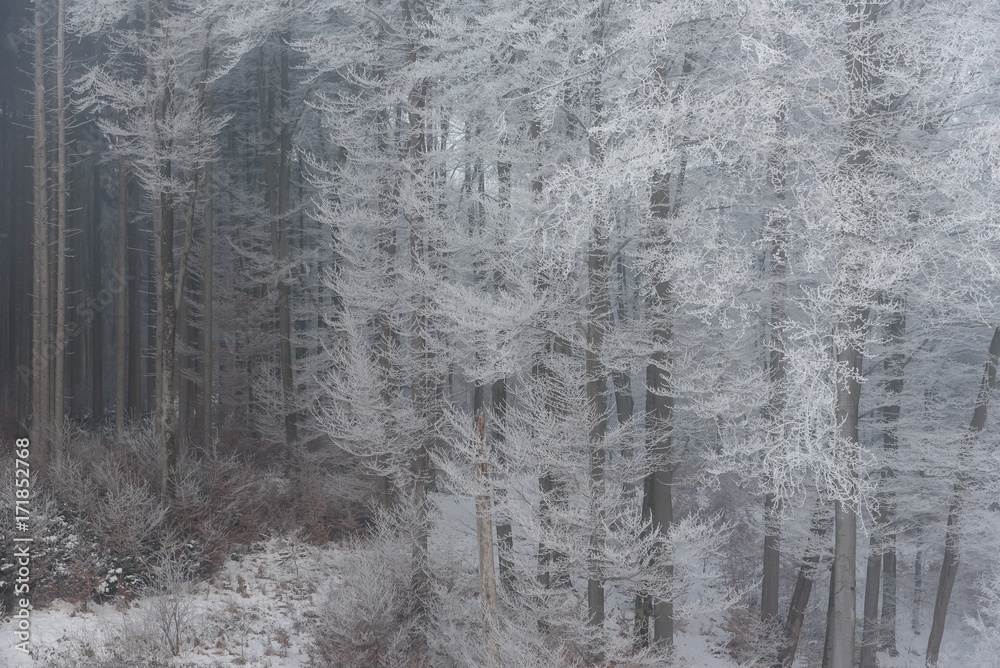 雾蒙蒙的冬季景观-白雪皑皑的森林里有霜冻的树木