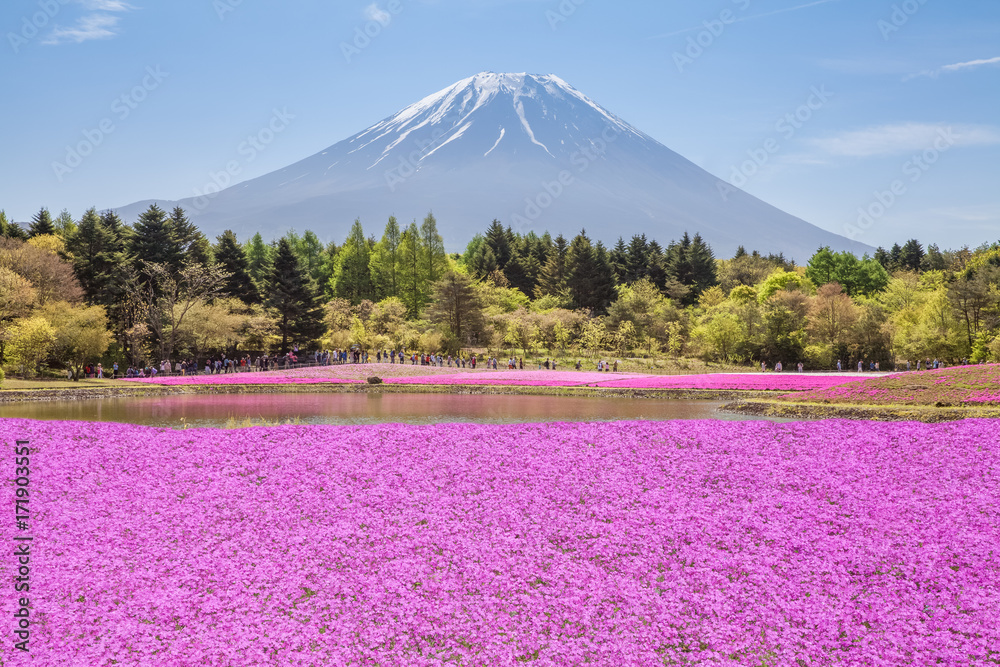 春天的富士山和粉红色苔藓田……