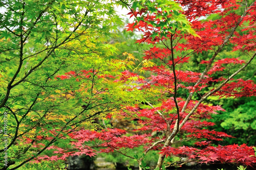 三色の紅葉