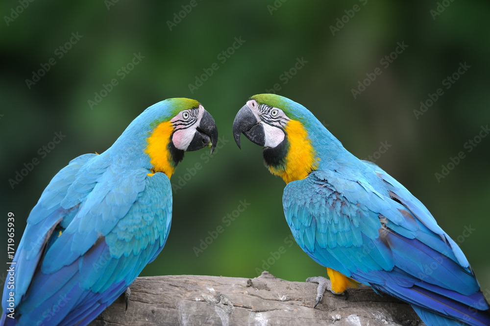 野生鹦鹉，蓝鹦鹉，大绿Macaw，Ara ambigua