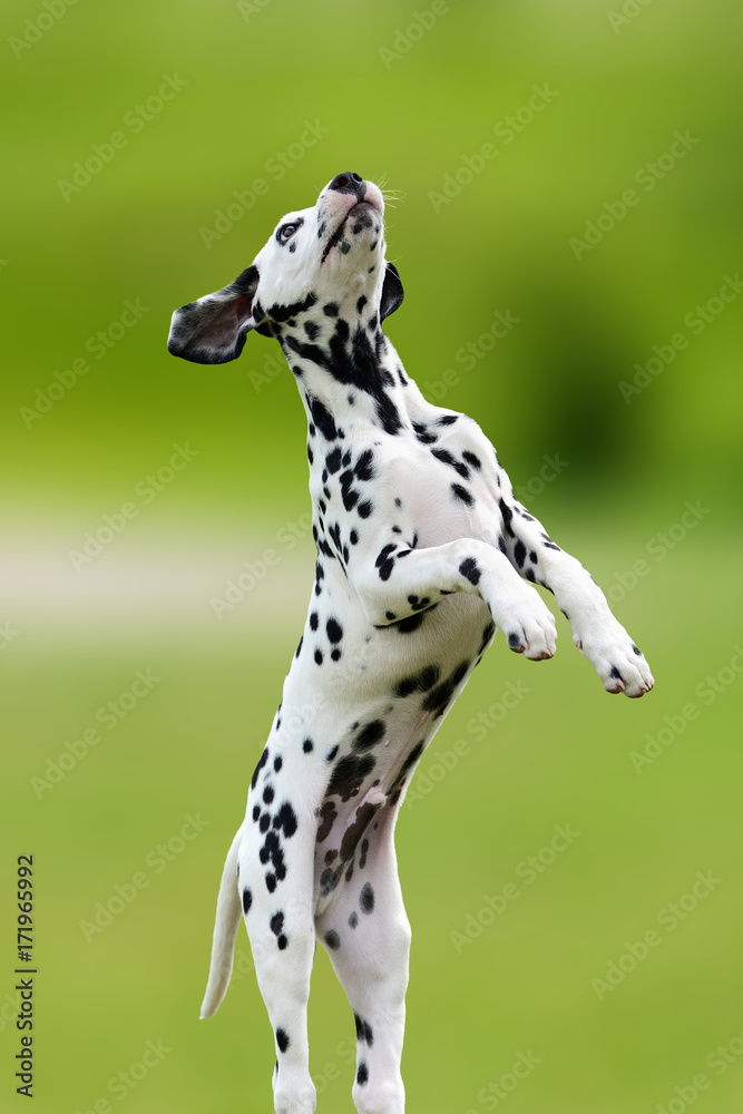 Dalmatian dog outdoors in summer