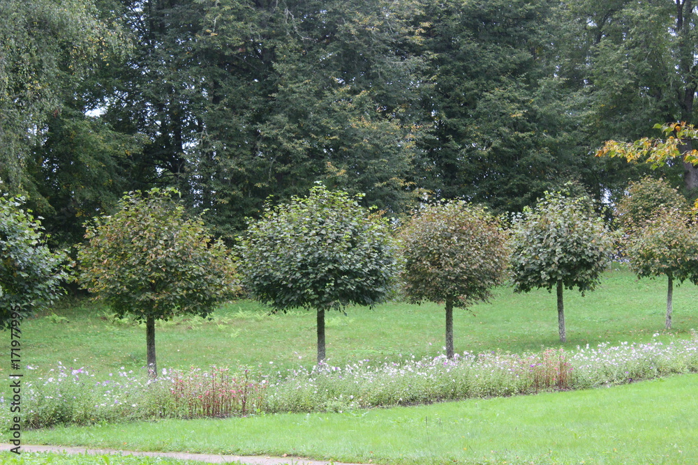 trees as old soldiers