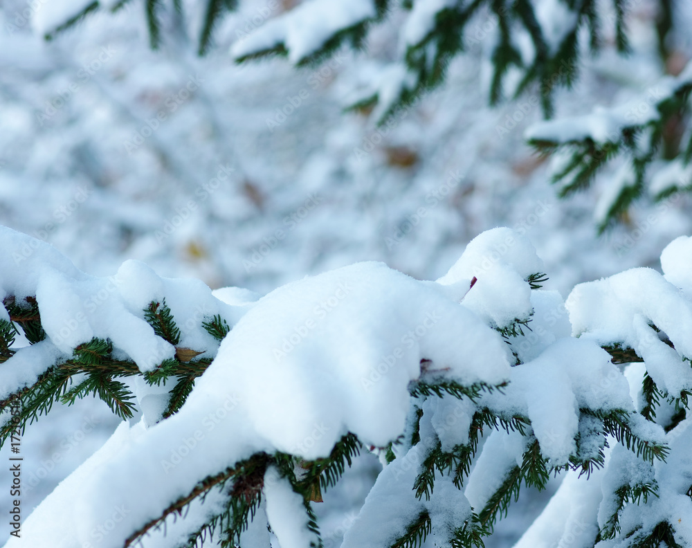 云杉树枝被雪覆盖