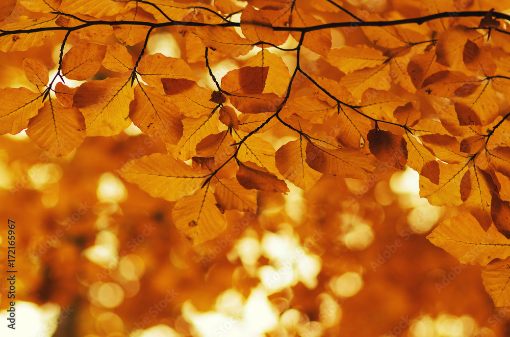  Autumn leaves on  nature