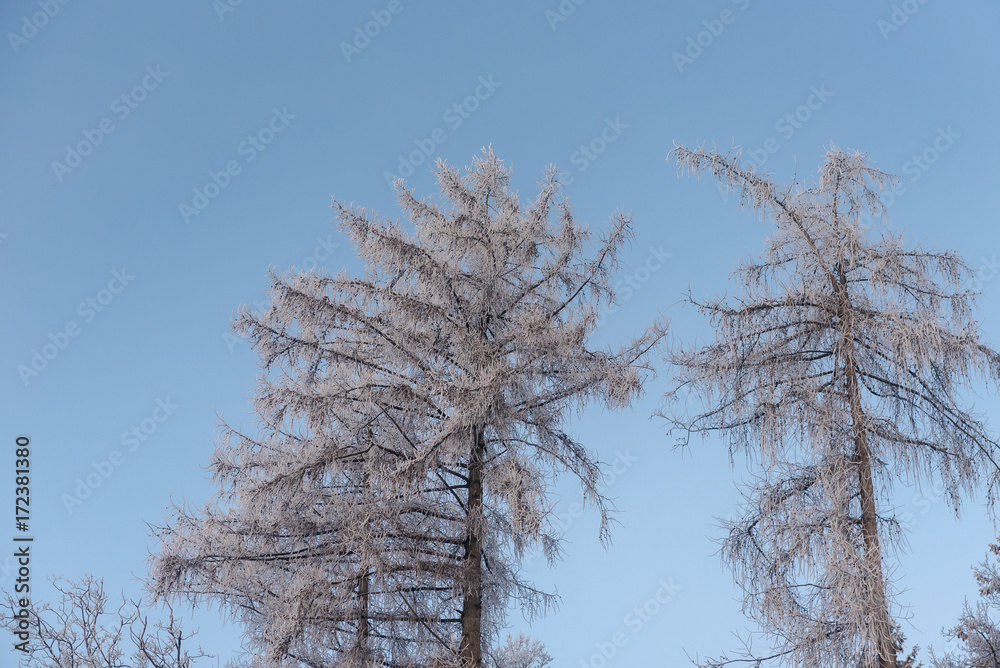 雾蒙蒙的冬季景观——白雪皑皑的森林里有霜冻的树木