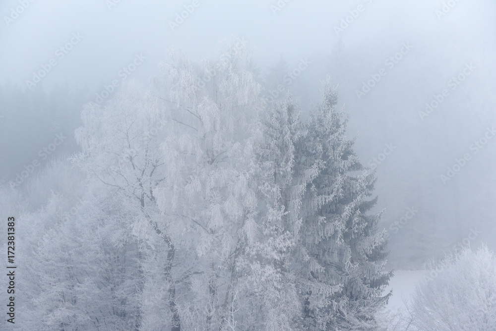 雾蒙蒙的冬季景观-白雪皑皑的森林中有霜冻的树木