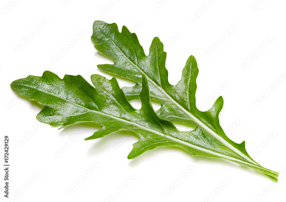 rucola leaves isolated on white