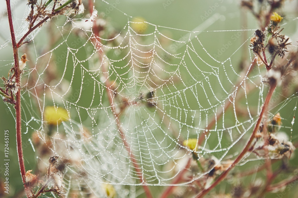 Spider web on flower covered with dew