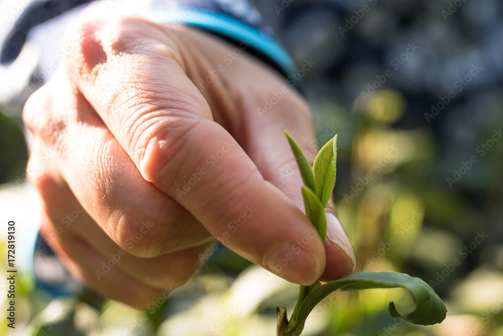 hand holds tea leaf in tea plantation